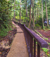 Walking trail inside tropical forest