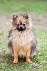 Obraz premium Portrait of Pomeranian puppy dog, sitting