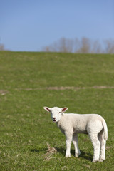 Obraz premium Little lamb on a dyke in Northern Germany