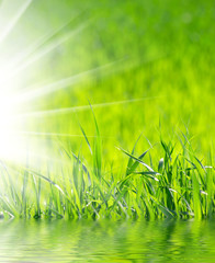 Obraz premium grass background