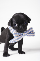 Puppy with a bow tie
