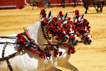 Caballos blancos, Andalucia, España