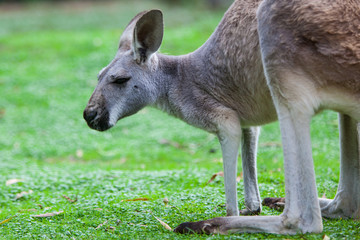 Naklejka na ściany i meble Single Kangaroo