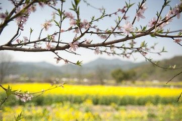 sense of  countryside in china