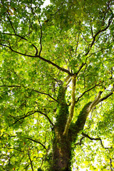 Fototapeta premium Platane von Unten