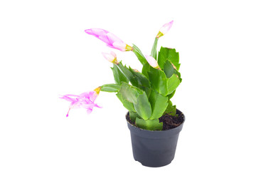 Schlumbergera in pot