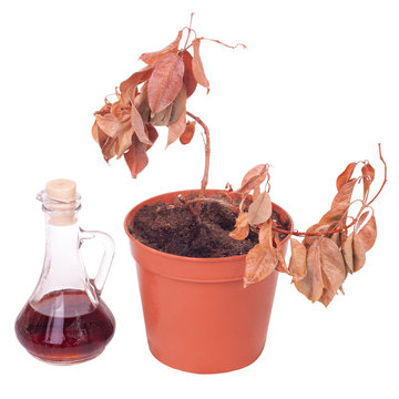 Dead plants and dusty decanter