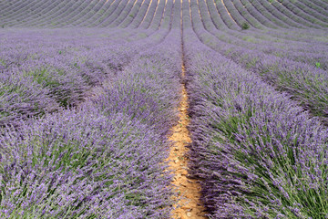 valensole provenza francia campi di lavanda fiorita