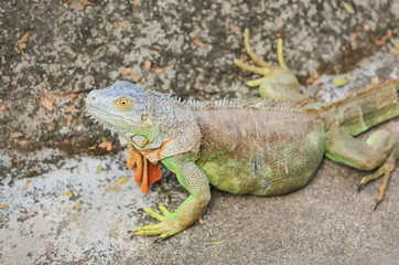 Green lizard.