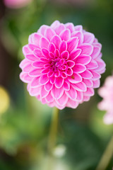 Close up of Pink Dahlia flowers on blurry background