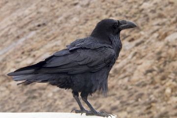 Raven