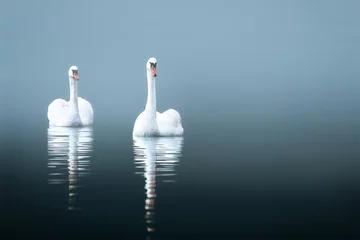 Fotobehang Swans in the misty lake © SL photo
