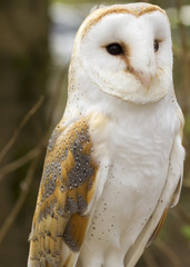 Barn Owl