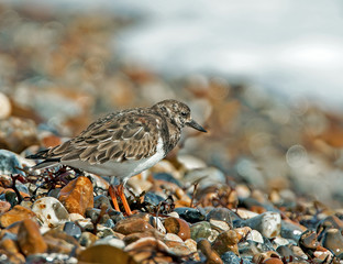 Turnstone