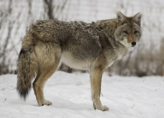 Fototapeta na wymiar Winter Coyote
