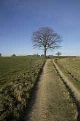 Fototapeta na wymiar Wanderweg mit Baum unbearbeitet