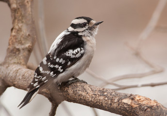Female Downy Woodpecker