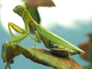mantis