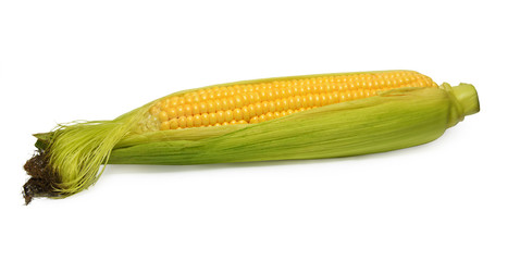 Corn isolated