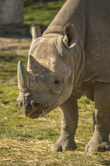 Fototapeta premium Rhino portrait