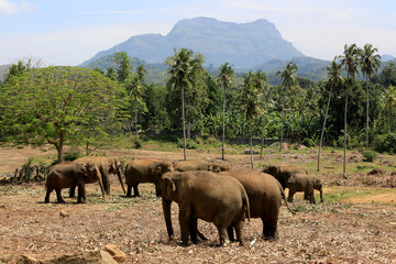 Elephants in park Pinawella