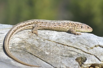 Fototapeta premium Common Lizard, Lacerta vivipara
