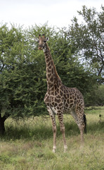 Naklejka na ściany i meble żyrafa w Afryce Południowej