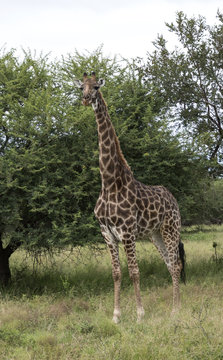 giraffe in south africa