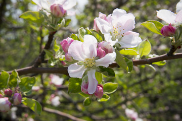 Apple blossom