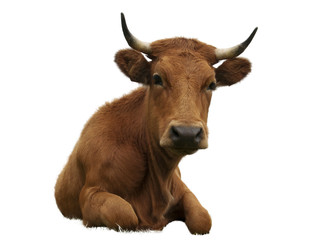 Isolated Cow