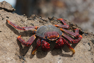 Sally Lighfoot, Grapsus webbi