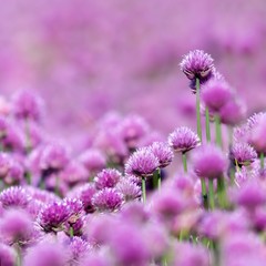 Blühendes Schnittlauch-Feld / Flowering chives field