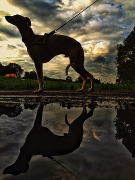 vipet dog against a beautiful sky