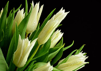 Białe tulipany - 63252972