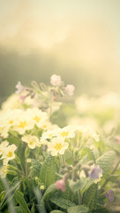 Obraz premium Vintage flowers