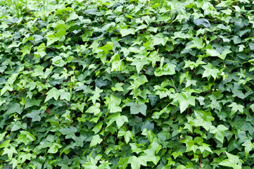 Ivy Plant