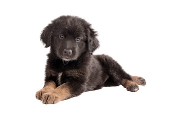 Adorable black and brown fluffy puppy on white