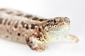 Lizard