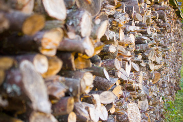 Firewood