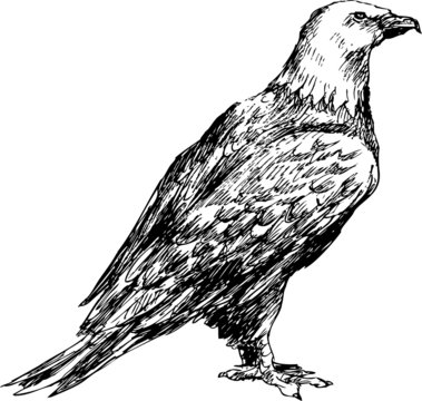 hand drawn eagle
