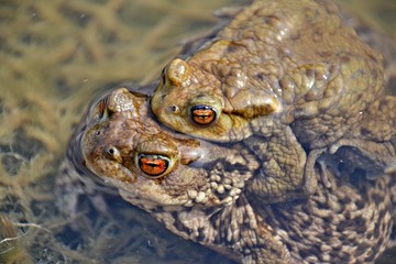 Pair of Bufo Bufo