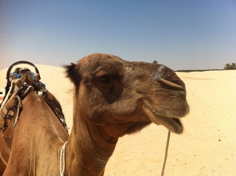 Au milieu du Sahara