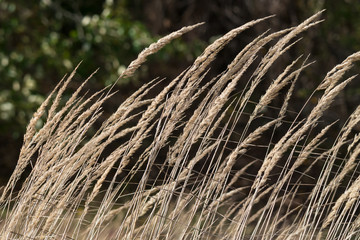 Dried grass. Background.