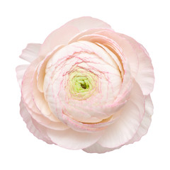 pale pink ranunculus, persian buttercup