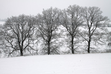 Fototapeta na wymiar Baumreihe im Winter