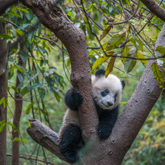 Giant Panda