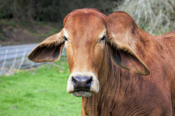 Brahman Cow Closeup Portrait