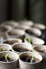 Seedlings in Pots