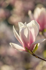 Fototapeta premium magnolia flowers on a blury background