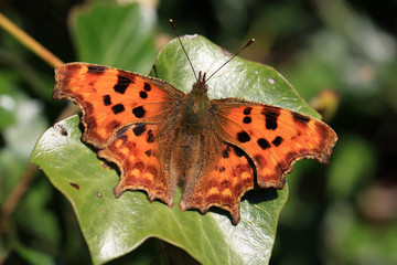 Comma butterfly